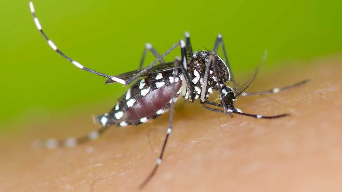 Halo WHO, Nyamuk Rekayasa Wolbachia Gagal Tekan Angka DBD!