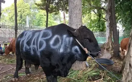 Sapi Kurban Prabowo Pakai APBN, MUI: Sah Secara Syariat 