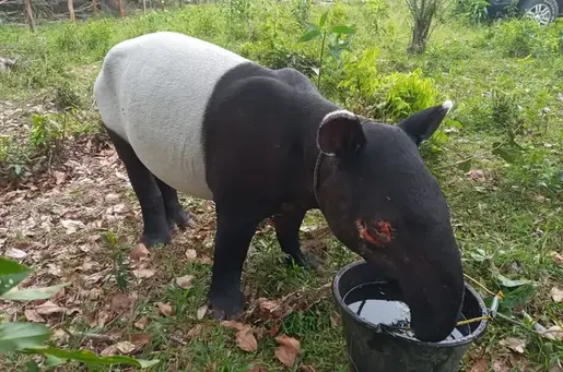 Habitat Terganggu, Tapir Sumatra yang Nyasar Tewas Disembelih Warga Mesuji