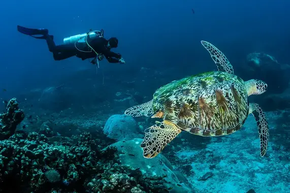 Penyu Langka Diburu Warga China, Indonesia Ternyata Pusat Perdagangan Gelap Penyu