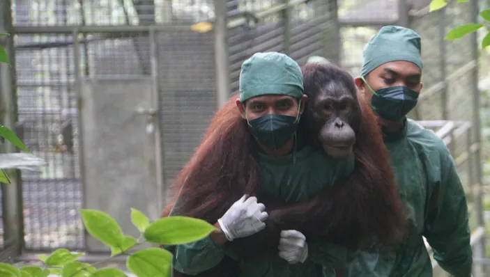 Perkuat Komitmen Keberlanjutan, BNI Dukung Gerakan Konservasi Orangutan dan Rehabilitasi Hutan
