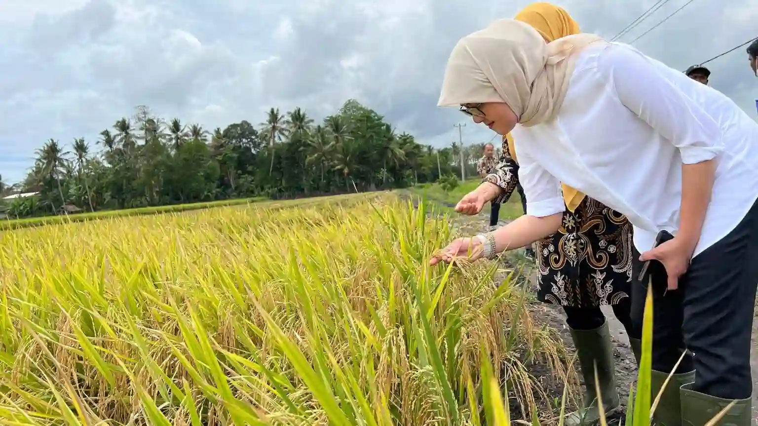 Catatan atas Penolakan Bulog Menyerap Gabah Petani