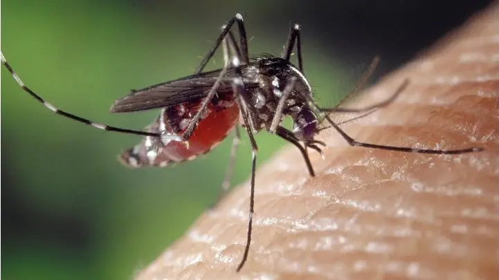 nyamuk Wolbachia