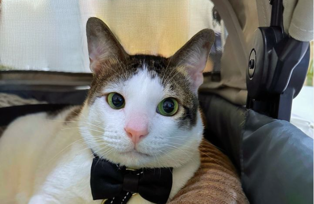 Ikuti Tren Diplomasi Fauna, Bobby Kertanegara "Diangkat" Jadi Ikon Istana