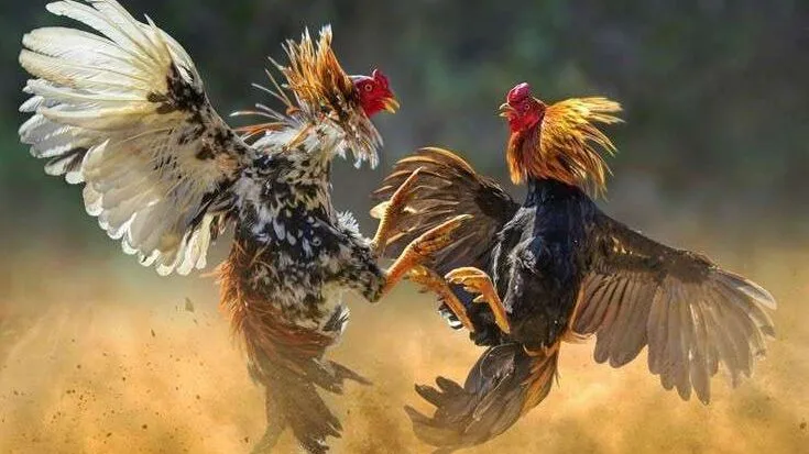 Sabung Ayam: antara Hak Hewan, Tradisi, Hiburan & Ekonomi Redistribusi