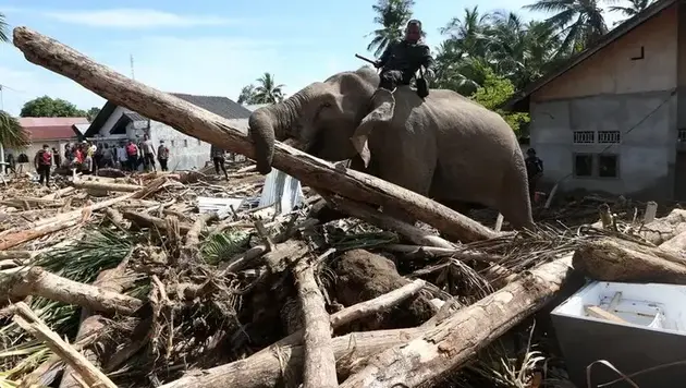 Gajah Bukan Alat Berat, Jangan Dieksploitasi Tangani Bencana  