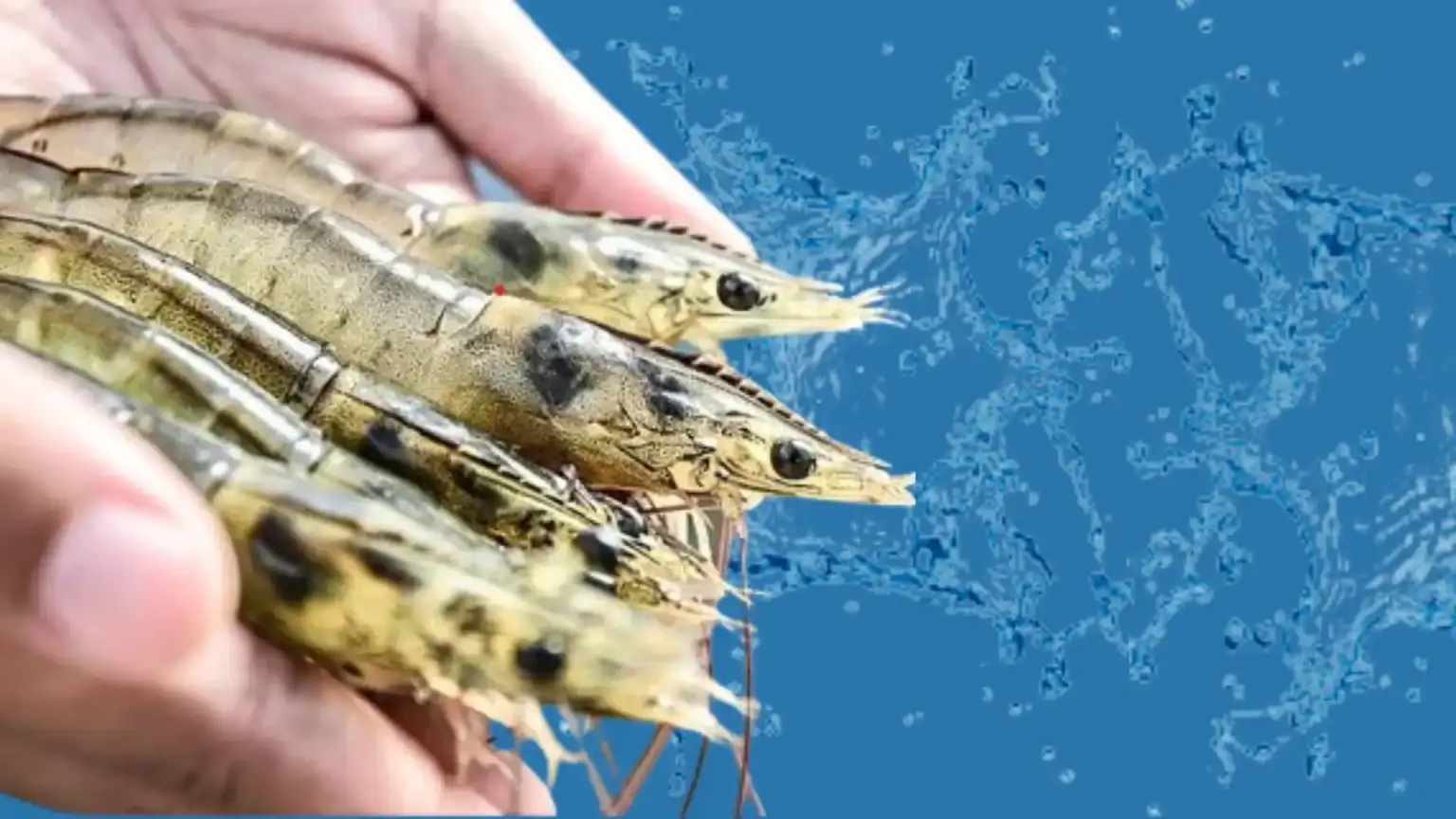 Udang Mengandung Zat Radioaktif Aman Dikonsumsi, Dengan Catatan!