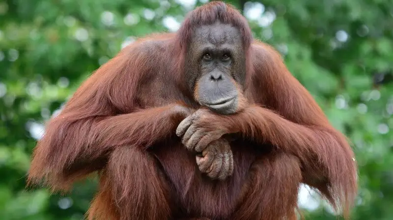 Kematian Orang Utan Sempurna Viral, Komisi IV DPR Minta Pelaku Karhutla Ditindak