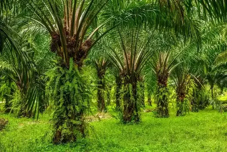 ilustrasi perkebunan kelapa sawit (Foto:BRIN) kebun sawit