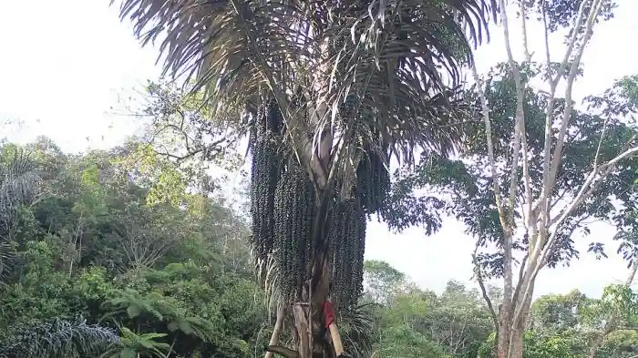 Sebuah pohon aren dibudidayakan untuk memproduksi nira yang dilah menjadi gula alami. (Sumber: https://dlhk.mamujukab.go.id/) nira