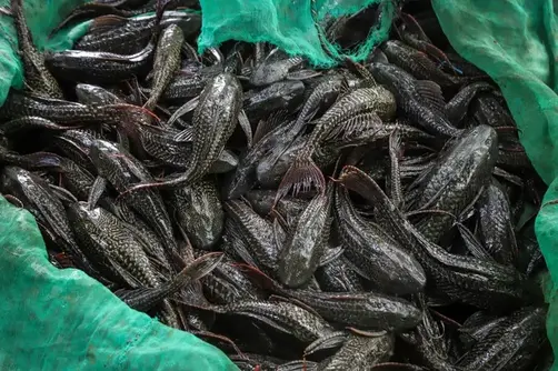 Dianggap Hama Berbahaya, Pemprov DKI Berantas Ikan Sapu-Sapu di Sungai Jakarta