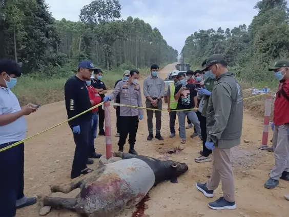 Tapir Sumatra 300 Kg ditemukan mati tragis dekat Tesso Nilo Riau pada Selasa (16/6/2026) Tapir mati