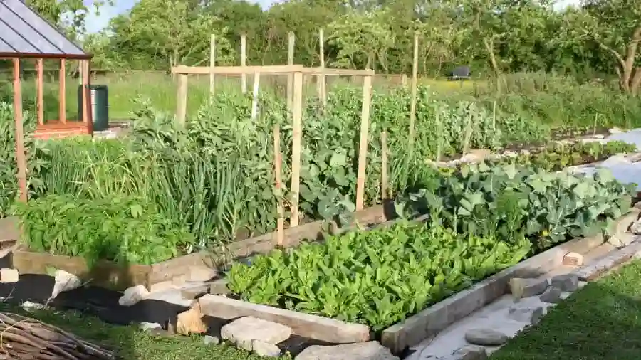 Berkebun dengan Memanusiakan Tanah ala Charles Dowding