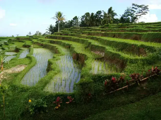 sawah di bali 
