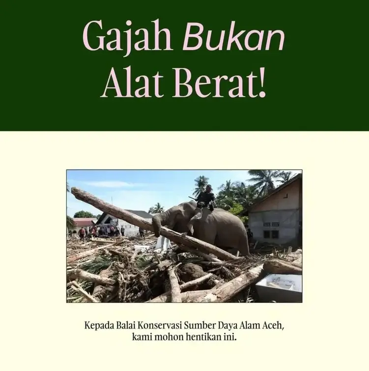 Surat terbuka aktivis perlindungan hewan Indira Dianra, untuk BKSDA Aceh yang menggaungkan bahwa gajah bukan alat berat. (Foto : IG Indira Dianra)
gajah - alat berat
