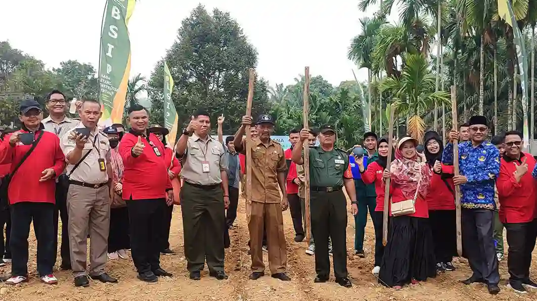 tanaman sorgum