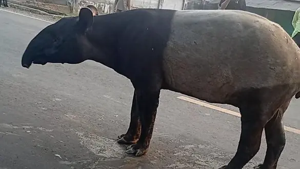 Seekor tapir yang viral terlihat berkeliaran di Jalan Lintas Timur Sumatera, Kabupaten Mesuji, Lampung, diduga dibunuh oleh sekelompok warga. (Foto: TikTok/@tegar.bagus.111 & Tiktok/@tesaradiirawan) Tapir
