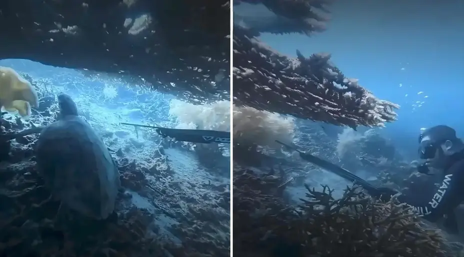 Diduga Buru dan Masak Penyu di Raja Ampat, WNA Asal China Ditangkap Polisi. (Foto: Tangkapan Layar dylan_yuchengzeng)
Artikel ini adalah bagian dari Mitra Promedia Group dan sudah tayang dengan judul "Ulah WNA Tembak Penyu hingga Dimasak di Raja Ampat Memicu Kecaman Publik"
Baca selengkapnya di: https://www.ibenews.id/viral/2057520059/ulah-wna-tembak-penyu-hingga-dimasak-di-raja-ampat-memicu-kecaman-publik WN Cina - Penyu